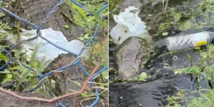 Jacaré é flagrado com sacola plástica presa ao corpo em lagoa no litoral de SP; VÍDEO