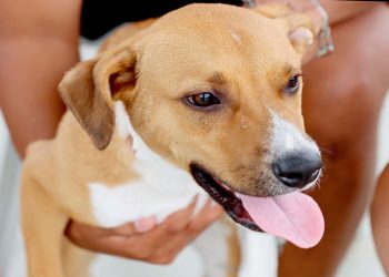 Itanhaém recebe R$ 1 milhão para causa animal e terá novos abrigos