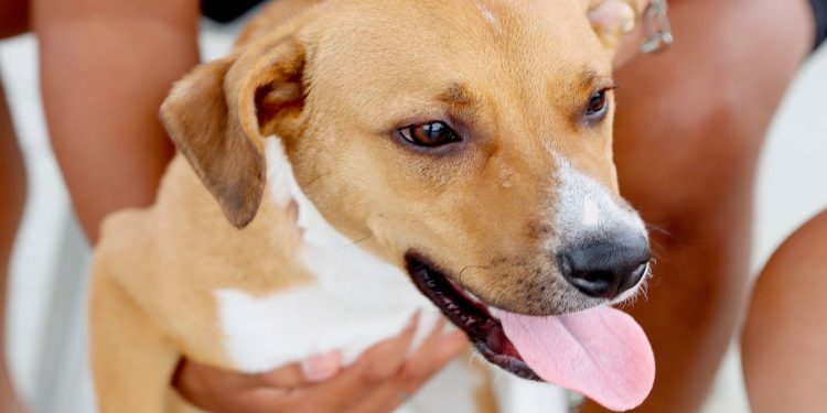 Itanhaém recebe R$ 1 milhão para causa animal e terá novos abrigos