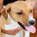 Itanhaém recebe R$ 1 milhão para causa animal e terá novos abrigos